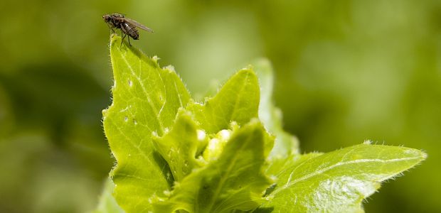 Flies of the World Embrace Vegetarianism