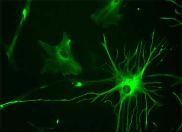 Neuroscientists have found that glial cells