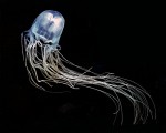Box Jellyfish Research Breakthrough By Manoa Biochemist
