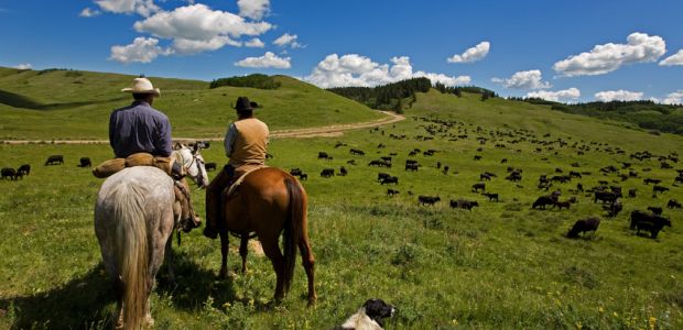 Major Rangelands Web Portals Connect Science