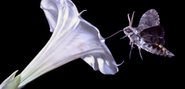 Moths Wired Two Ways to Take Advantage of Floral Potluck