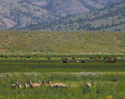 Rangeland Livestock Symposium to Address Issues Facing Ranchers