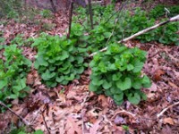 State Council Begins Work for Better Control of Invasive Plants