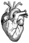 Cardiac Development