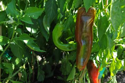 Chile Pepper Institute to Heat