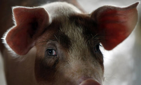 Profits Looming For Struggling Pork Industry