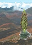 The Haleakala silversword