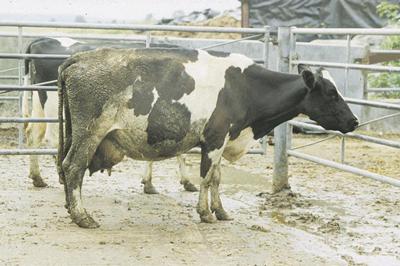 disease in dairy cows