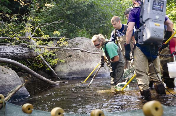 UMaine researchers study the role of lamprey in stream restoration