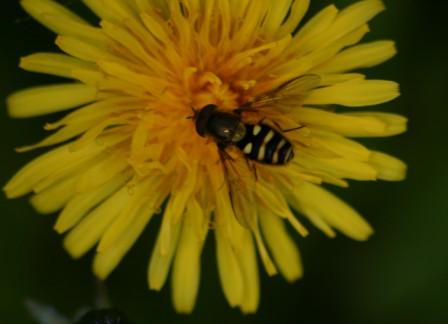 Workshop on managing urban insects