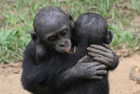 bonobos comfort friends in distress