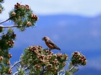 pinyon pine cone decline