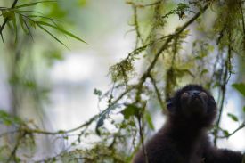 Female Lemurs Play It Safe