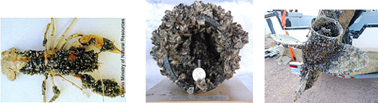 Grant funds preparation for invasive mussels