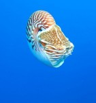 UW Nautilus Expedition May Have Spied New Species