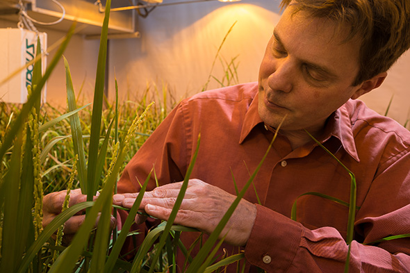 A Biologist Considers Apples And Oranges, Rice And Rubber