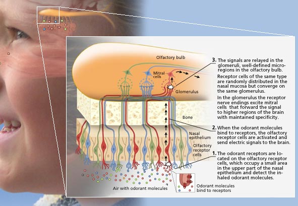 More fat, less protein improves canine olfactory abilities