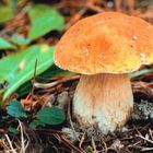 Livestock Away From False Parasol Mushrooms