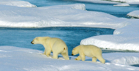 New Report Urges Action on Arctic Protection