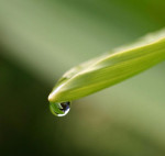 Rainfall levels decreasing in the Hawaiian Islands