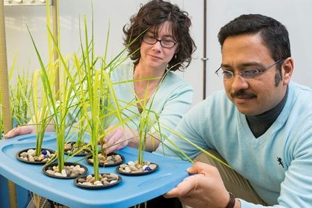 Soil may harbor answer to reducing arsenic in rice