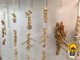 Bone Collection Gives Scientists a Research Boost