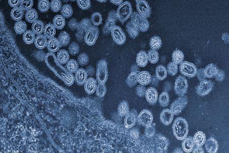 Study Puts Troubling Traits of H7N9 Avian Flu Virus on Display