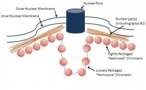 a network lining the inside of the membrane of the nucleus