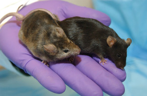 Mouse studies reveal promising vitamin D-based treatment for MS