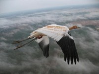 Whooping Cranes Stay