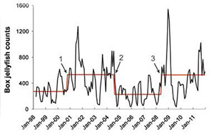 Study Links Box Jellyfish Abundance and Environmental Variability