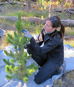 Researchers Study Beetle-Killed Trees as a Sustainable Biofuel